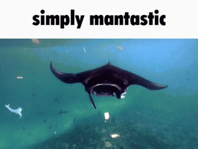 Manta Ray In Ocean Saying Simply Mantastic GIF