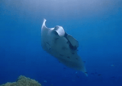Manta Ray Swimming Near Coral Reef GIF