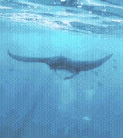 Manta Ray Swimming Near Ocean Surface GIF