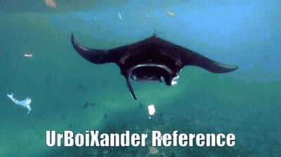 Manta Ray Swimming With Urboxander Reference GIF