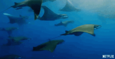 Manta Rays Swimming GIF