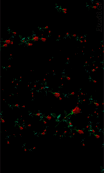 Many Rosas In The Space GIF