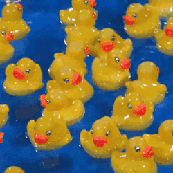 Many Yellow Rubber Ducks With Red Beaks Are Floating In A Blue Pool GIF