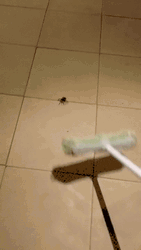 Map Hitting Ants Spider GIF