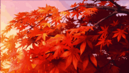 Maple Tree Dried Leaf GIF