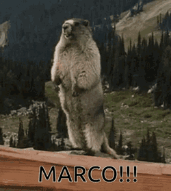 Marco Marmot GIF