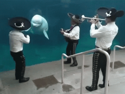 Mariachi Players Playing In Front Of Whale In Tank GIF