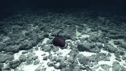 Marine Eel Gulper GIF