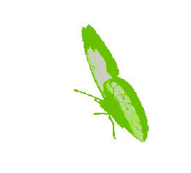 Mariposa Sticker GIF