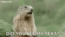  Marmot Did You See My Text Message Meme GIF