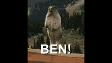 Marmot Screaming Ben Meme