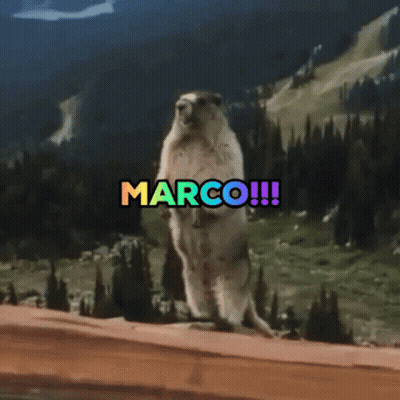 Marmot Standing On Hind Legs With Marco GIF