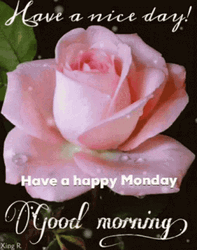 Marvelous Monday With Pink Roses GIF