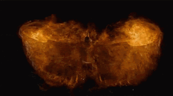 Marvelous Phoenix Creative Design GIF