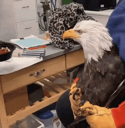 Mascot Group With One In Number 8 Jersey GIF
