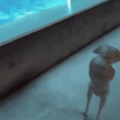 Mascot Running On Field With Tigers GIF