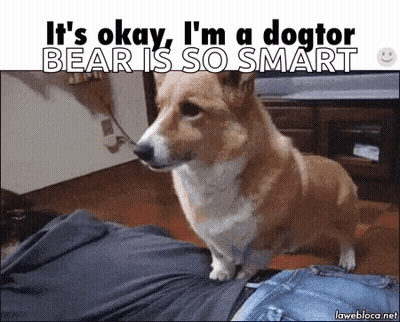 Mascot Saying Golden Bear On Blue Background GIF