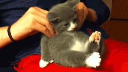 Massage Back Rub Cat