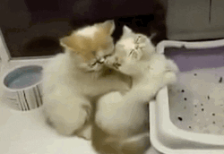 Massage Back Rub Kittens