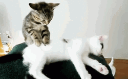 Massage Cute Kittens Relax