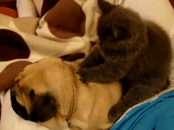 Massage Love Dog Cat