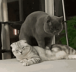 Massage Spa Cute Cats
