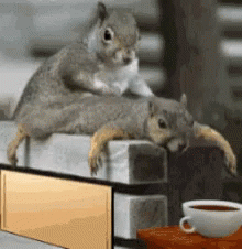 Massage Squirrels Spa Coffee