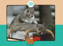 Massaging Squirrel Meme GIF