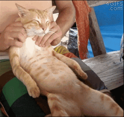 Massaging The Boss Cat Meme
