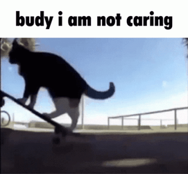 Maxwell Cat Meme Buddy I Am Not Caring GIF