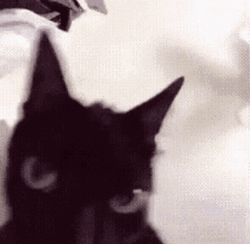 Maxwell Cat Meme Coming Closer Shaking GIF