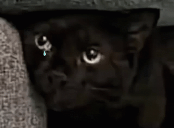 Maxwell Cat Meme Crying GIF