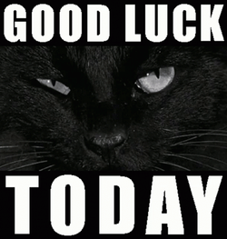 Maxwell Cat Meme Good Luck Today GIF