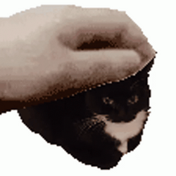 Maxwell Cat Meme Hand Head Massage GIF