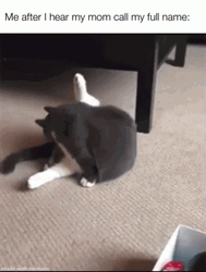 Maxwell Cat Meme Hearing Mom Call Full Name GIF