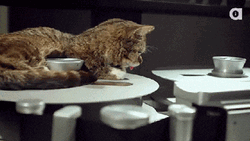 Maxwell Cat Meme Orange Cat Tongue Out GIF
