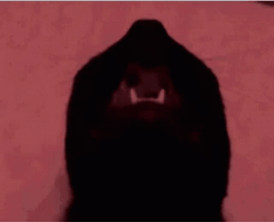 Maxwell Cat Meme Red Light GIF