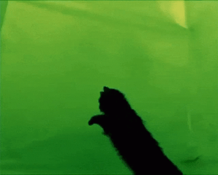 Maxwell Cat Meme Summersault Back Flip GIF