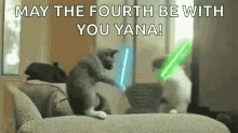 May The 4Th Be With You Jedi Cat Saber Fight GIF