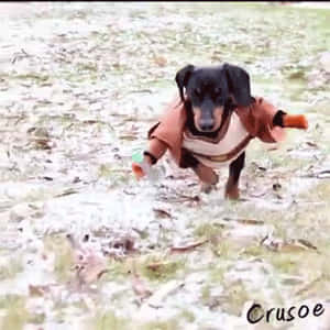 May The Force Be With You Crusoe The Dog GIF
