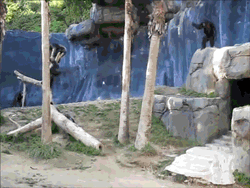 May The Force Be With You Monkey Lighsaber Meme GIF