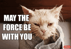 May The Force Be With You Yoda Cat Meme GIF