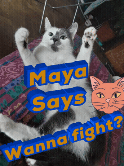 Maya Says Wanna Fight With Cat On Bed GIF