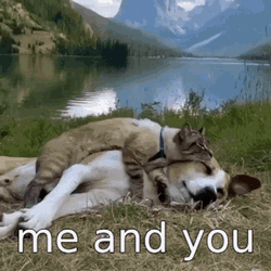 Me And You Snuggling Cat And Dog GIF