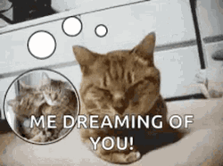 Me Dreaming Of You Cat