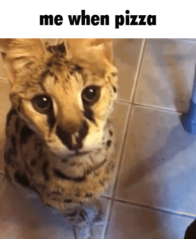 Me When Pizza Cat Sitting On Tile Floor GIF