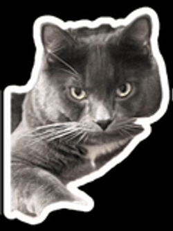 Mean Mug Look Of Gray Cat GIF