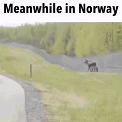Meanwhile In Norway Moose Attack