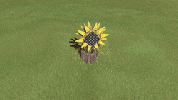 Mechanical Sunflower