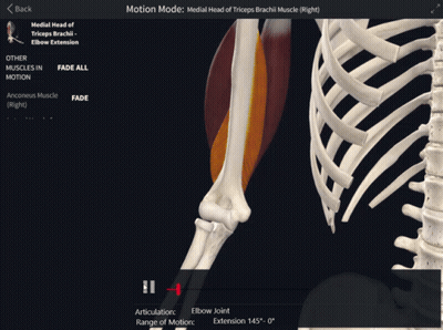 Medial Head Of Triceps And Elbow Joint GIF